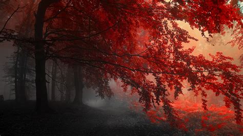 Red Forest Trees Path 4k 1540131549