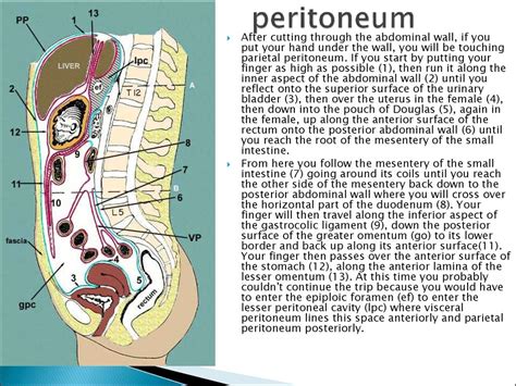 Abdominal Anatomy Pancreas Veins Of Stomach Duodenum Pancreas And