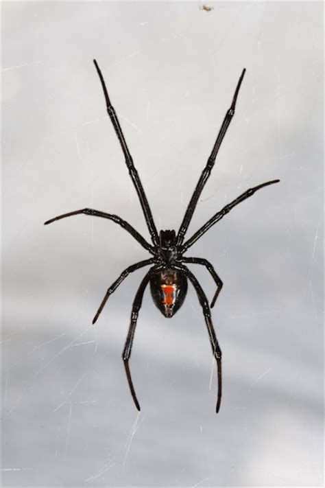 The toxin of the female black widow spider is multiple times as harmful just the female black widow is dangerous to people; Dangerous Black Widow Spider Pictures | WeNeedFun