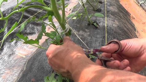 Tomato Production Work Single Stem Method Of Growing Tomatos Youtube
