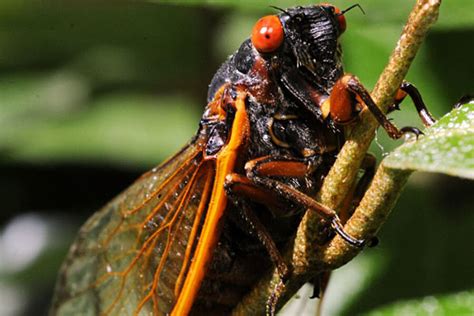 Cicadas Re Emerge After 13 Year Absence