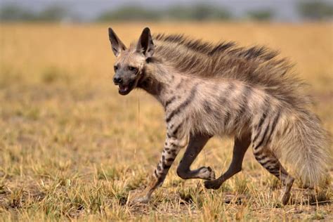 How Fast Can A Hyena Run As Fast As It Needs To