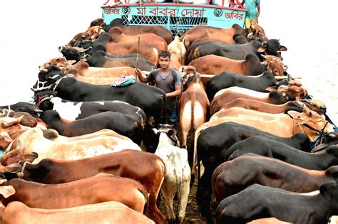 Bangladesh Dhaka Eid Al Adha Livestock Market