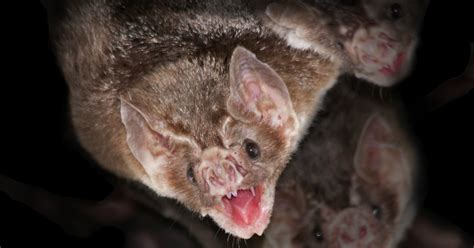 el sorprendente descubrimiento del murciélago vampiro que se alimenta de sangre humana