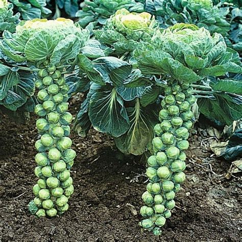How To Grow Organic Brussels Sprouts In Your Garden