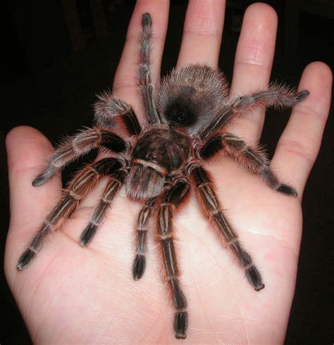 Though common pet tarantula species are docile, they can easily spook if you are trying to handle them, and squirm from. Amazing Tarantula spider - Giant Tarantula Facts, Photos ...