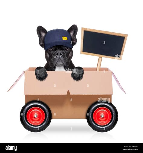 Moving Box Dog Stock Photo Alamy
