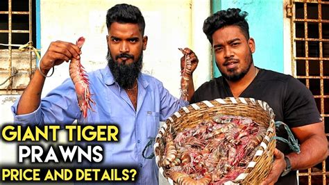ORGINAL TIGER PRAWNS COST IN MARKET Tamil YouTube