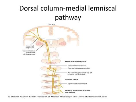 Dorsal column medial lemniscus (dcml) pathway: Dorsal Column Medial Lemniscus - pdfshare