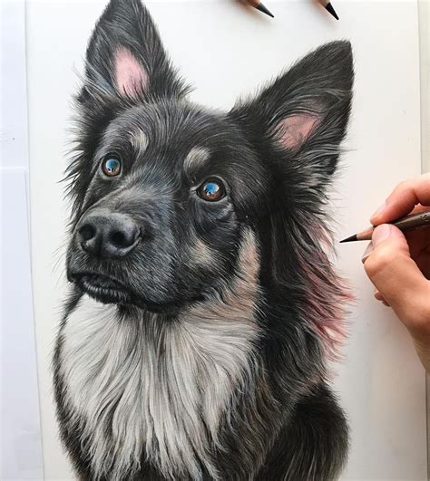 Polychromos Dog Anatomy Pencil Drawings Of Animals Dog Artist