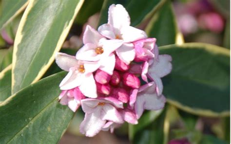 Variegated Pink Winter Daphne Daphne Odora Aureo Marginata 1