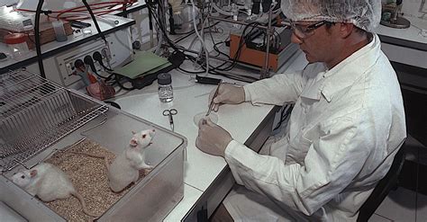 This Canadian Professor Gave Rats Morphine To Study Addiction