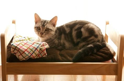 Japanese Cat Owners Turn Ikea Doll Beds Into Adorable Cat