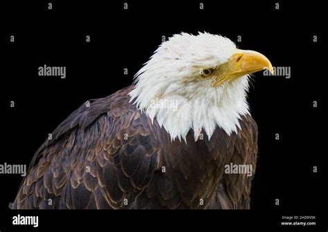 Bald Eagle Portrait Digital Painting Stock Photo Alamy