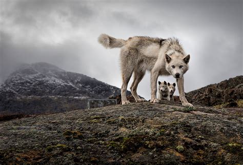 Untitled — Tbhplsstaph 🔥🔥🔥 Mother Wolf Protecting Her Cubs