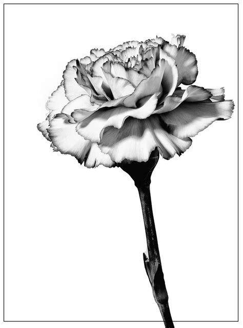 carnation drawing - Google Search Carnation Drawing, Carnation Flower