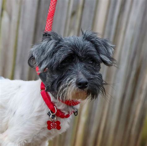 Maybe you would like to learn more about one of these? Sid - Big Fluffy Dog Rescue