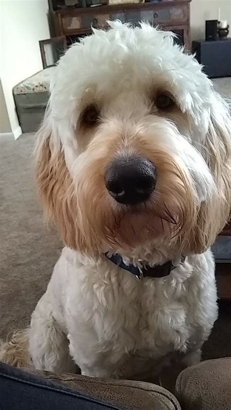 Ask questions and learn about goldendoodles at nextdaypets.com. Cute goldendoodle puppy/dog | Cute dogs, Puppies, Dogs
