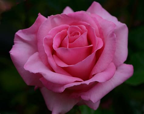 Macro Sur Une Belle Rose Photo Et Image Macro Nature Macro Roses