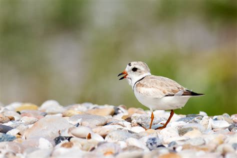 Piping Plover July 2 Pirates Cove Russ Flickr