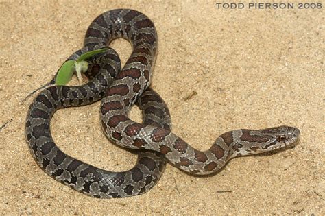 Prairie King Snake Common Snakes Identification Guide For The Houston