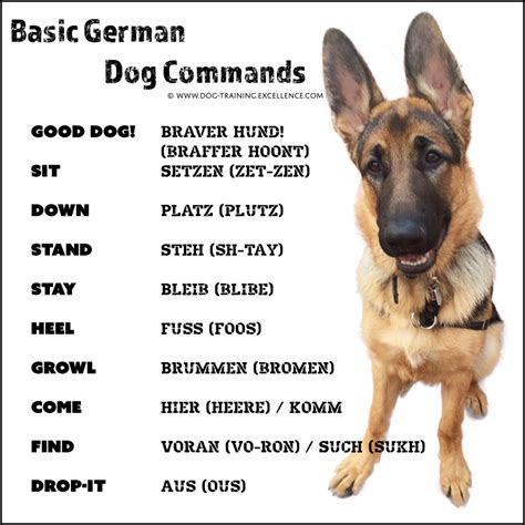 70 German Dog Commands To Train Your Dog Free Pdf