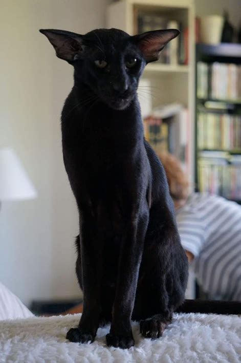 Pin By Angela Ainsworth On Cats In 2021 Oriental Shorthair Cats