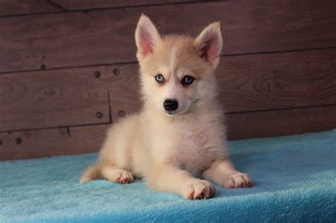 Pomsky Puppies Full Size Hot Sex Picture