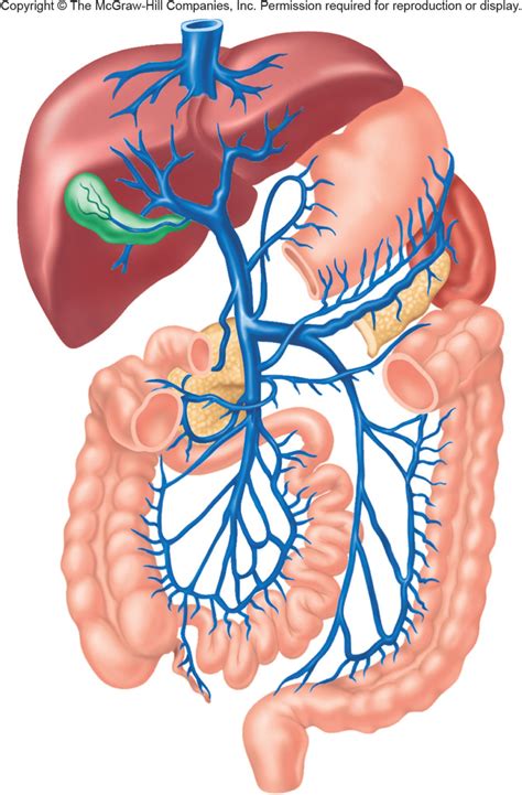 Veins Of The Hepatic Portal System Diagram Quizlet