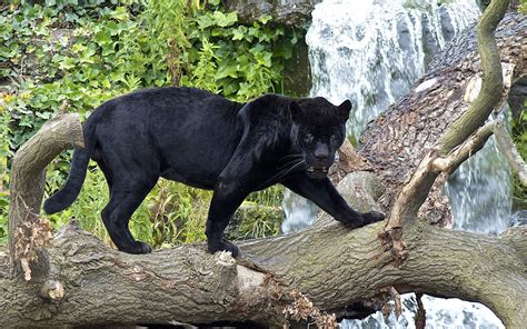 Panther Full Hd Wallpaper And Background Image 1920x1200 Id287625