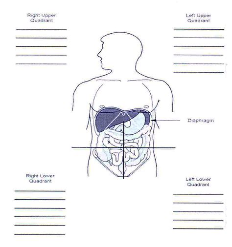 Picture of abdominal quadrants » of anatomical de picture of abdominal quadrants abr picture of abdominal quadrants the regions organs video lesson photo. Anatomical References - Human body Systems - Organs | A ...