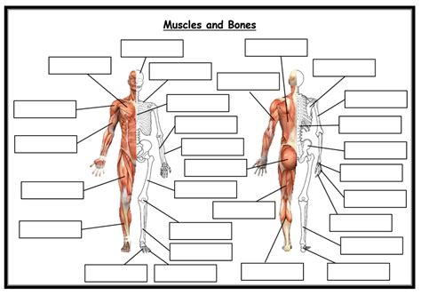 Human Muscles Diagram Blank Muscle Diagram To Label A