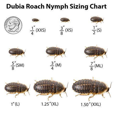 Dubia Roaches Large 125 Xl Cupped