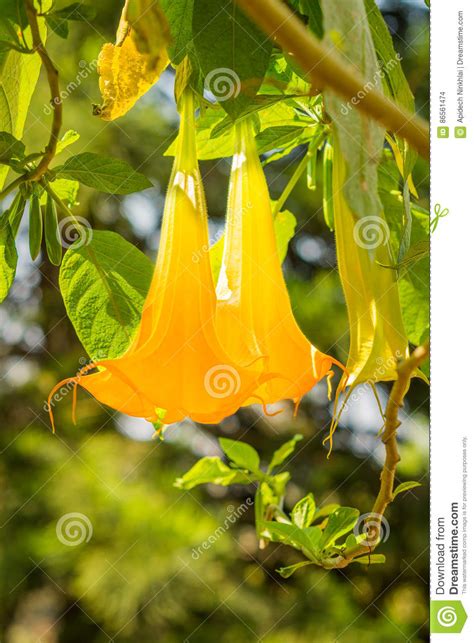 Brugmansia Aurea Flower Stock Photo Image Of Colorful 86561474