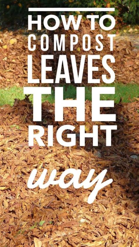Learning how to compost will teach you how to speed up the natural decomposition of biological materials. Using Leaves for Composting