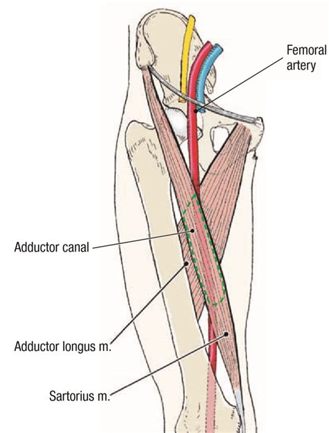 14 Lower Limb I And Joints Of Upperlower Limbs Ross University Anatomy Instructional Site