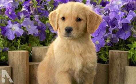 Find golden retriever in dogs & puppies for rehoming | 🐶 find dogs and puppies locally for sale or adoption in ontario : Golden Retriever Puppies Ohio | PETSIDI