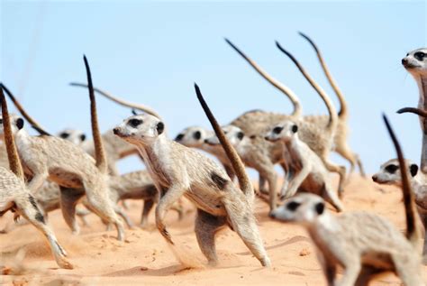 Watch Meerkats Engage In A Fiercely Adorable War Dance Popular Science
