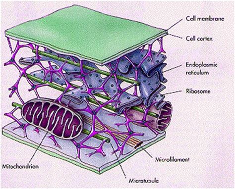 Cytoskeleton Structure And Function Cells Body With Explanation
