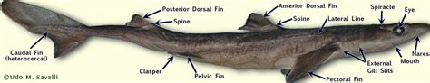 Bio370 Shark Dissection