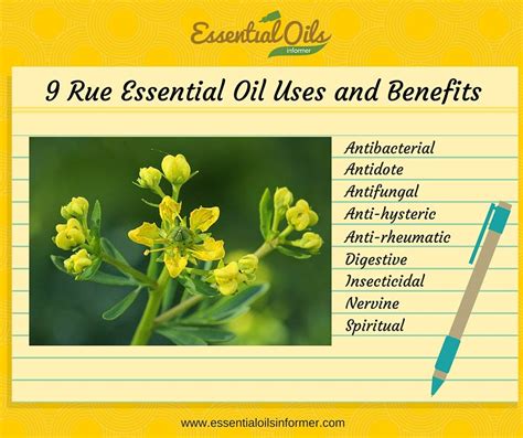 Rue Essential Oil Infographic Essential Oil Uses Essential Oils