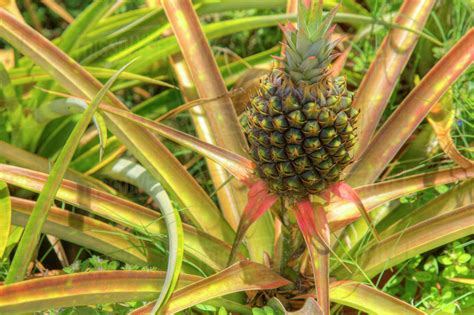 Hawaii Maui Pineapple Growing On Top Of Plant Closeup View Stock