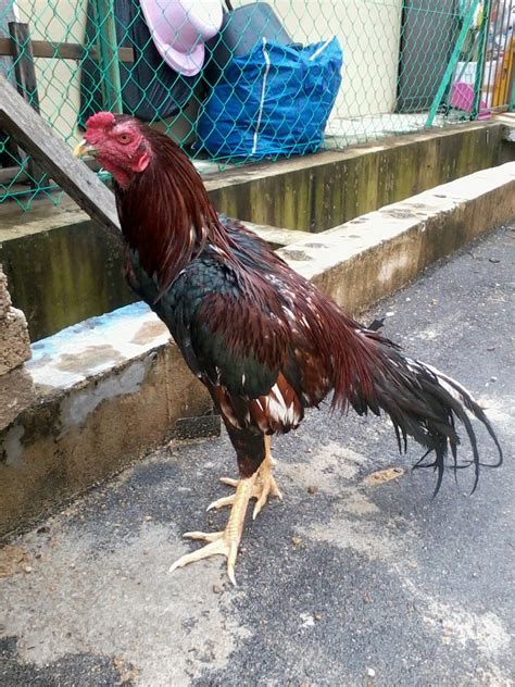 Ayam Sabung Pahang Gambar Ayam