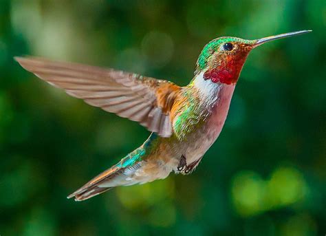 28 Best Ideas For Coloring Free Hummingbird Pictures