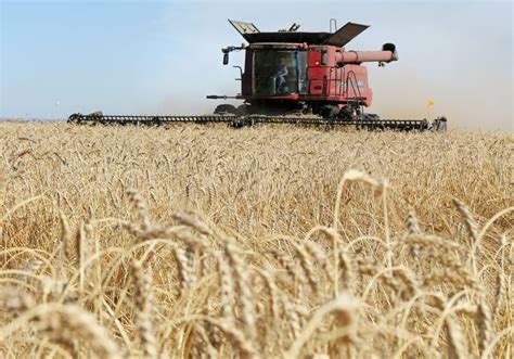 Prairie Wheat Bids Down With Us Futures The Western Producer