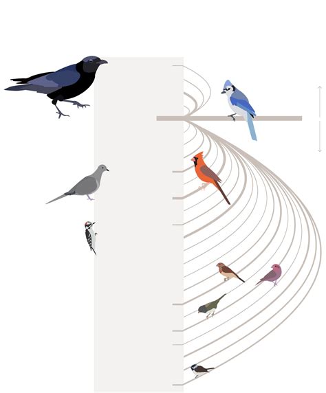Which Birds Are The Biggest Jerks At The Feeder The Washington Post