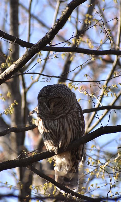 A Sleepy Barred Owl I Got The Opportunity To Photograph D3500 70 300