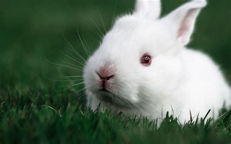Download Wallpapers White Rabbit Green Grass Small Fluffy Rabbit
