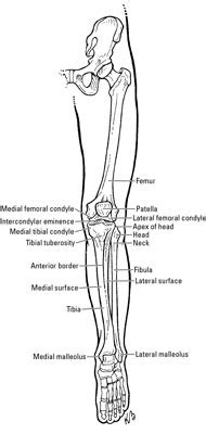 In skeletal animation, bones is the part of a skeletal system used to help control realistic movement of the model. Leg Bone Diagram - Bones Of The Human Leg And Foot ...