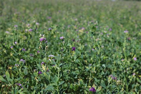 Reducing cholesterol, natural diuretic, digestive aid, immune booster alfalfa is a rich source of important vitamins including vitamins a, d, e and k as well as the entire. Alfalfa in the South? - Tanner Farms